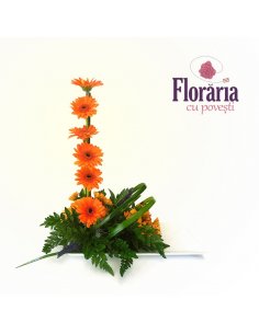 Aranjament Special - Ascensiuni