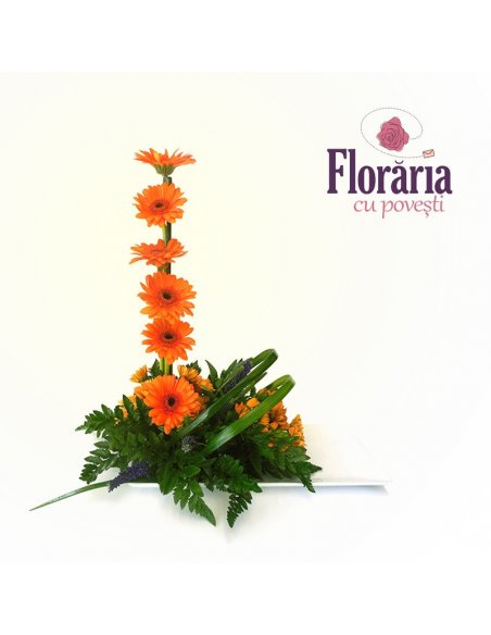 Aranjament Special - Ascensiuni
