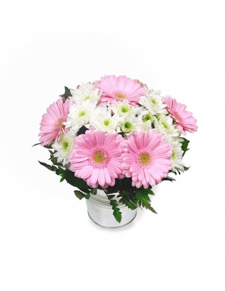 Petite Jolie - Galetusa Gerbera roz