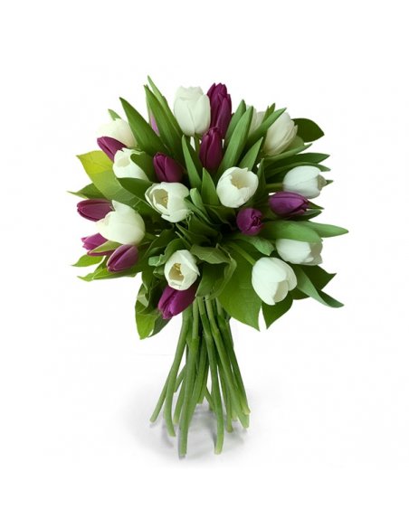 Buchet 25 lalele albe si mov