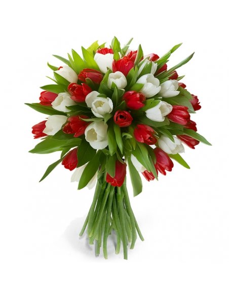 Buchet 49 lalele rosii si albe