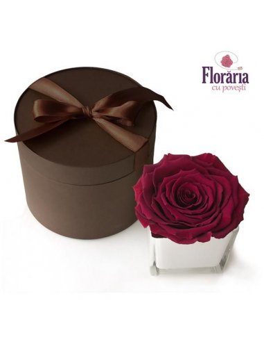 SPECIALS Trandafir nemuritor rosu grena