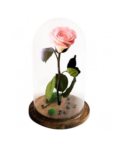 Trandafir nemuritor Belle Rose roz