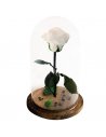 Trandafir nemuritor Belle Rose alb