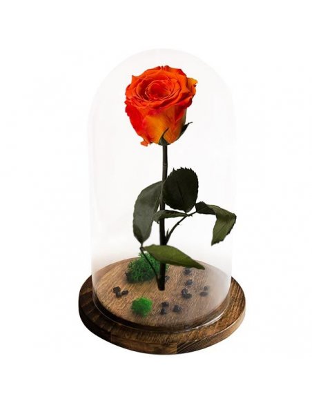 Trandafir nemuritor Belle Rose portocaliu