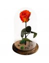 Trandafir nemuritor Belle Rose portocaliu