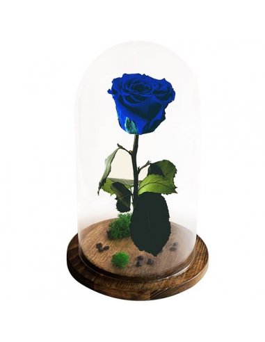 Trandafir nemuritor Belle Rose albastru