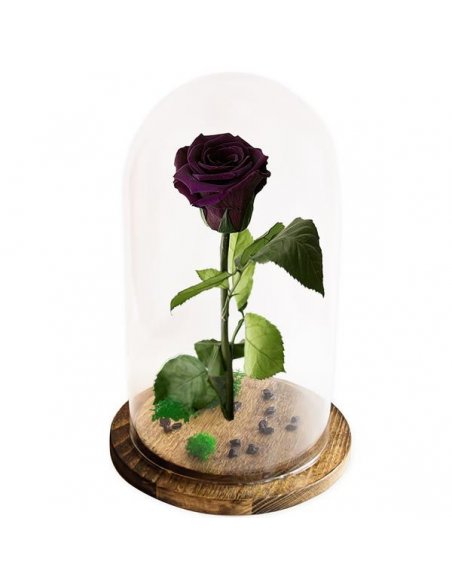 Trandafir nemuritor Belle Rose mov