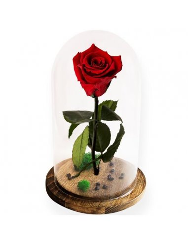Guarantee Christchurch Melting Trandafir criogenat rosu in clopot de sticla