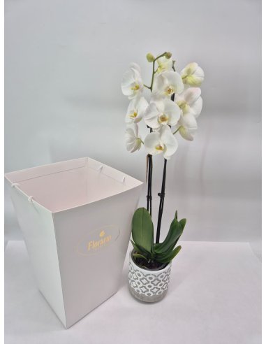 Orhidee alba Phalaenopsis in ghiveci