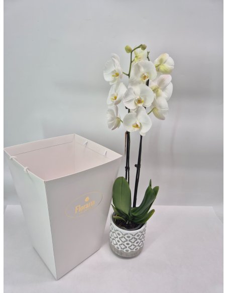 Orhidee alba Phalaenopsis in ghiveci