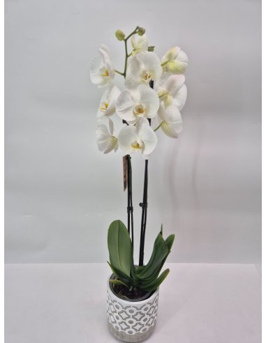 Orhidee alba Phalaenopsis in ghiveci