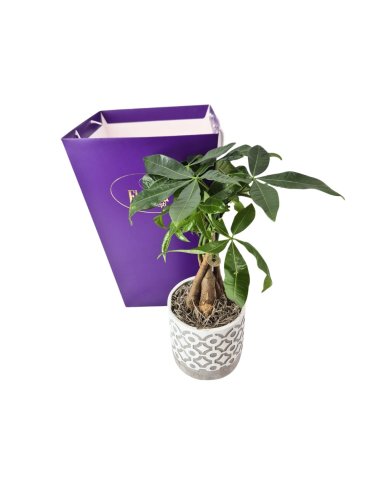 Money tree - Arborele banilor