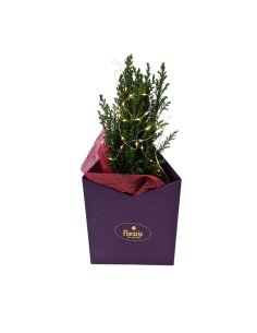 Cutie cu Bradut Natural si Instalatie