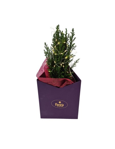 Cutie cu Bradut Natural si Instalatie