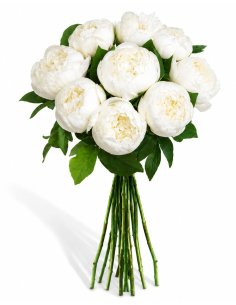 Buchet 9 bujori albi