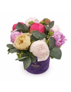 Cutie catifea- Velvet Peony
