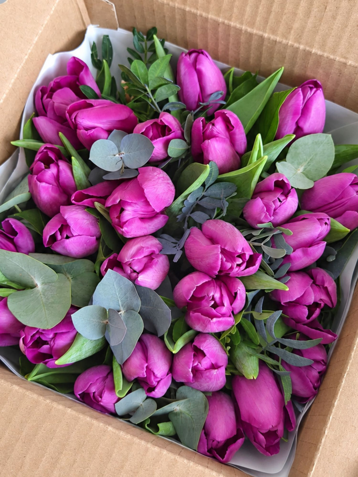Buchet 25 lalele mov
